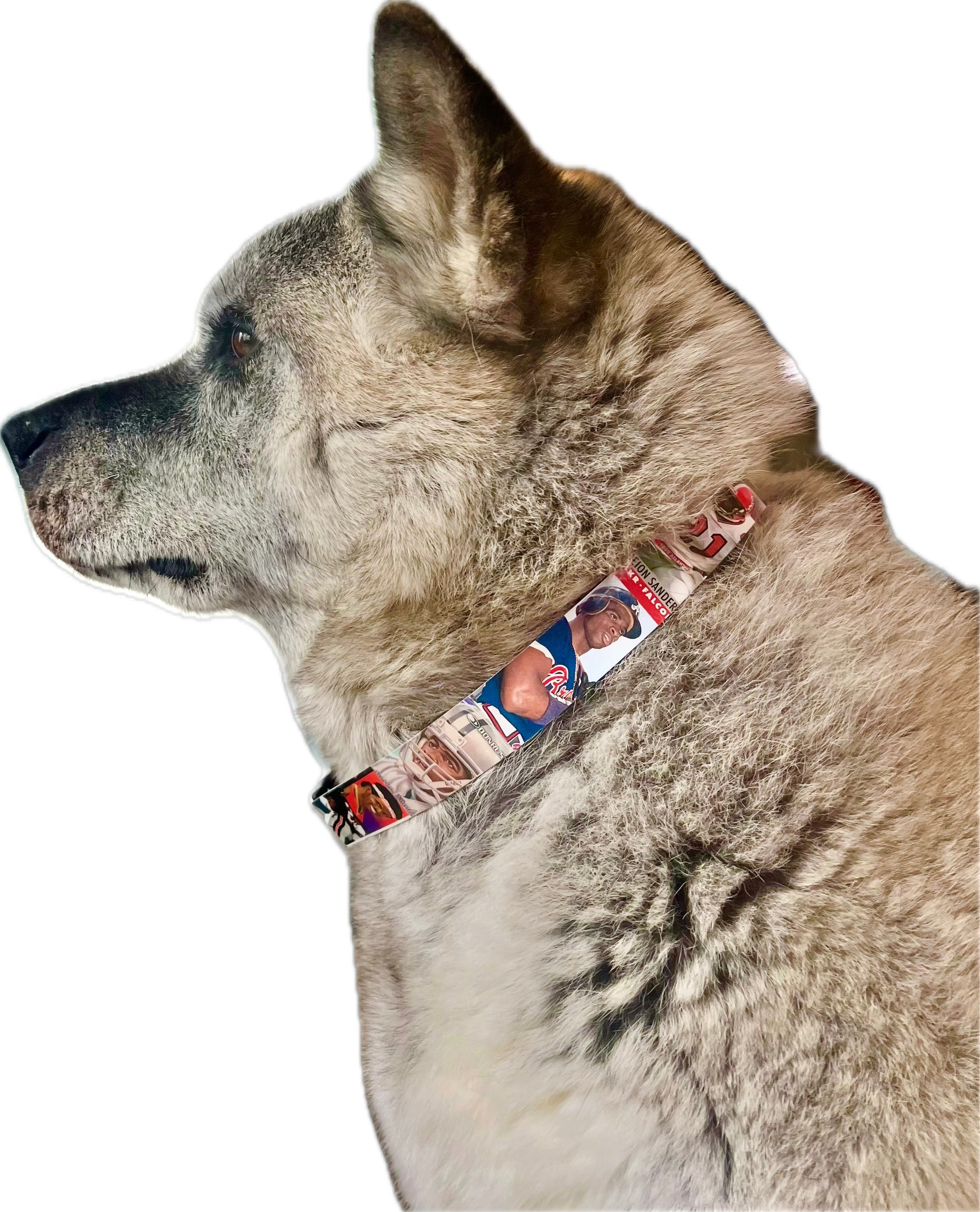 Dog wearing a collar with multiple dog tags on a white background
